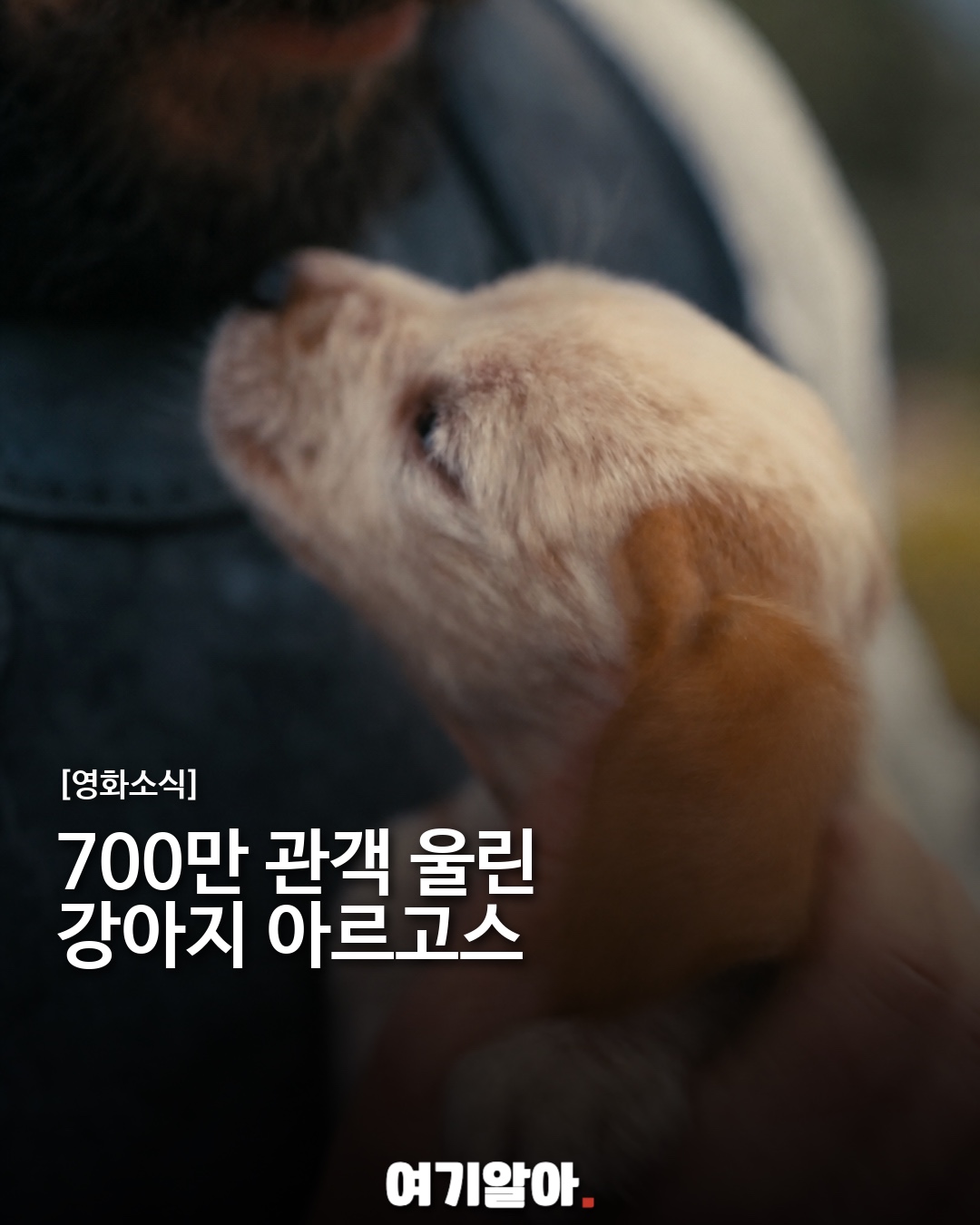 700만 관객 울린 강아지 아르고스